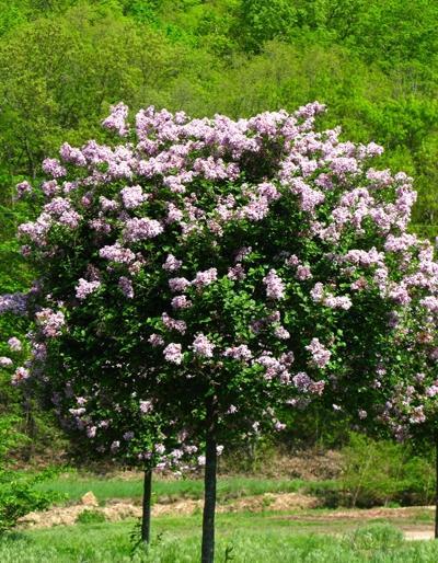 Syringa Meyeri Palibin Tree Form - View 16 from www redcrocus com
