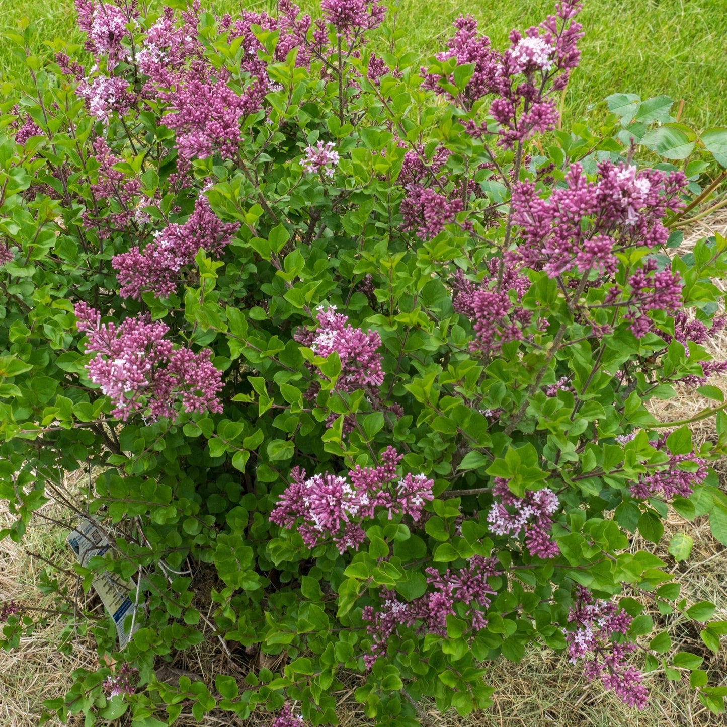 Syringa Meyeri Palibin Tree Form - View 17 from www redcrocus com