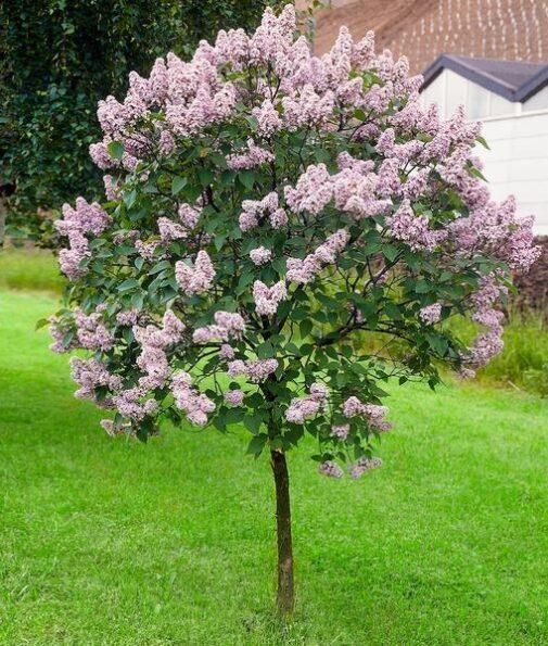Syringa Meyeri Palibin Tree Form - View 18 from www redcrocus com