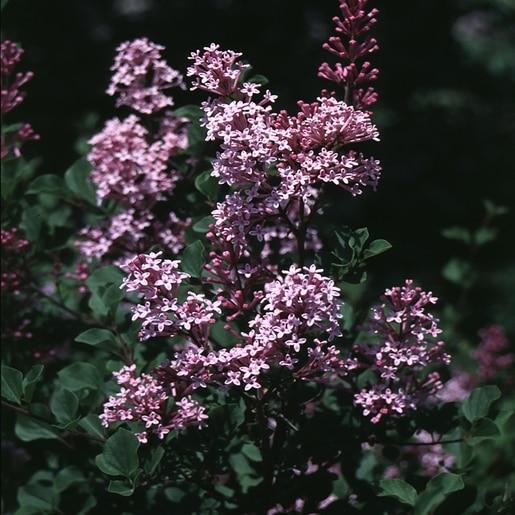 Syringa Meyeri Palibin Tree Form - View 1 from www redcrocus com