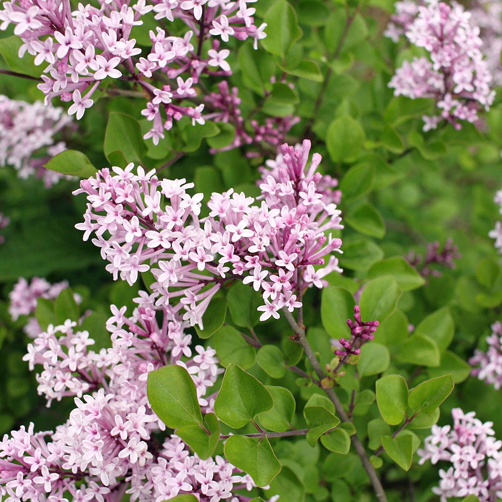 Syringa Meyeri Palibin Tree Form - View 20 from www redcrocus com