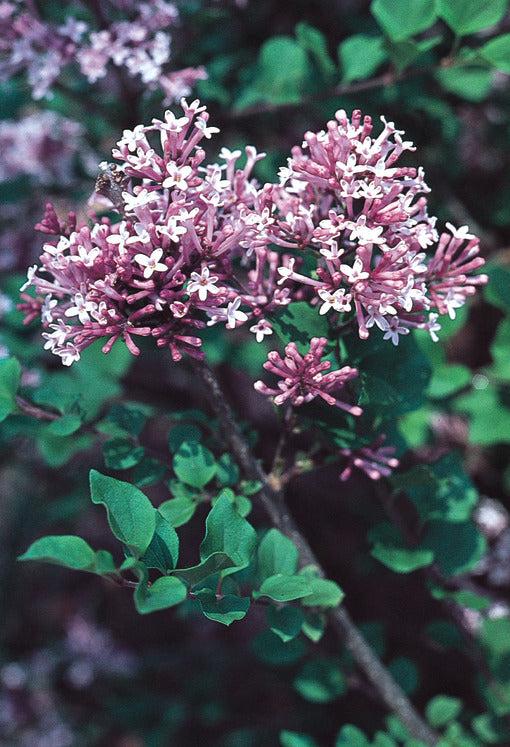 Syringa Meyeri Palibin Tree Form - View 7 from www redcrocus com