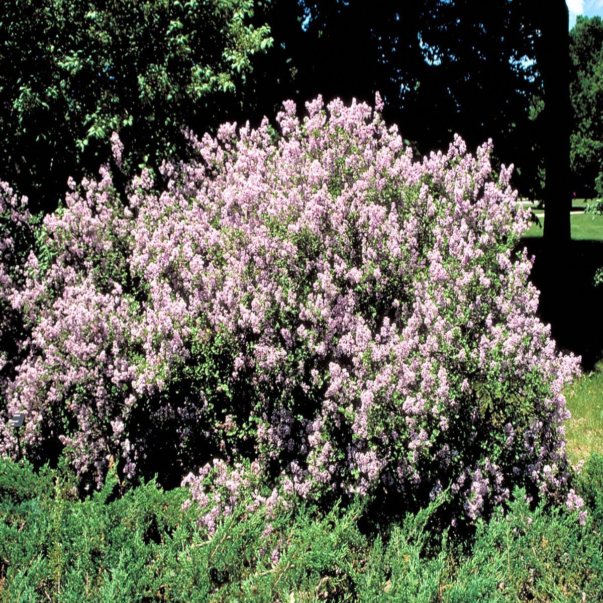 Syringa Meyeri Palibin Tree Form - View 8 from www redcrocus com