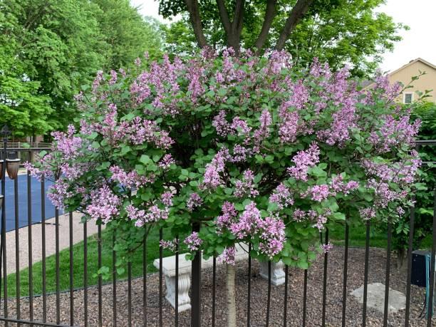 Syringa Meyeri Palibin Tree Form - View 9 from www redcrocus com
