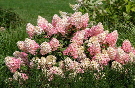 Hydrangea Paniculata Strawberry Sundae - View 1 from www redcrocus com