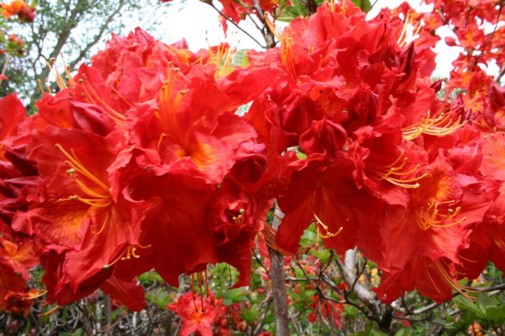 Azalea Fireball - View 11 from www redcrocus com