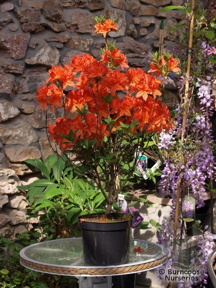 Azalea Fireball - View 12 from www redcrocus com