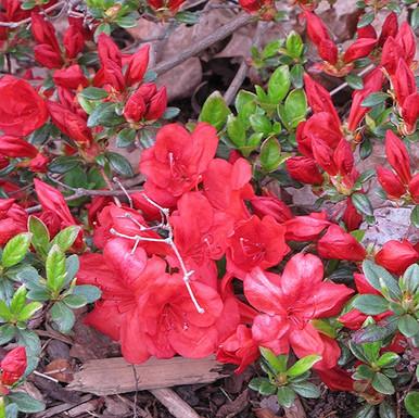 Azalea Fireball - View 14 from www redcrocus com