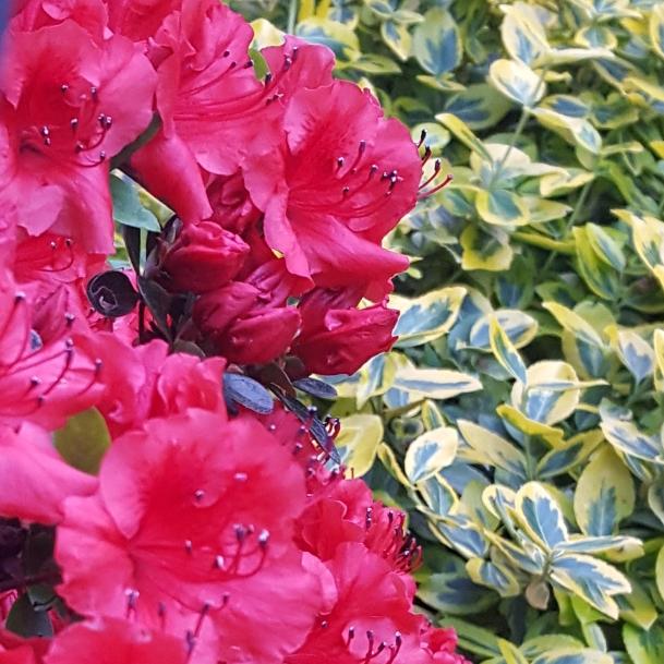 Azalea Fireball - View 15 from www redcrocus com