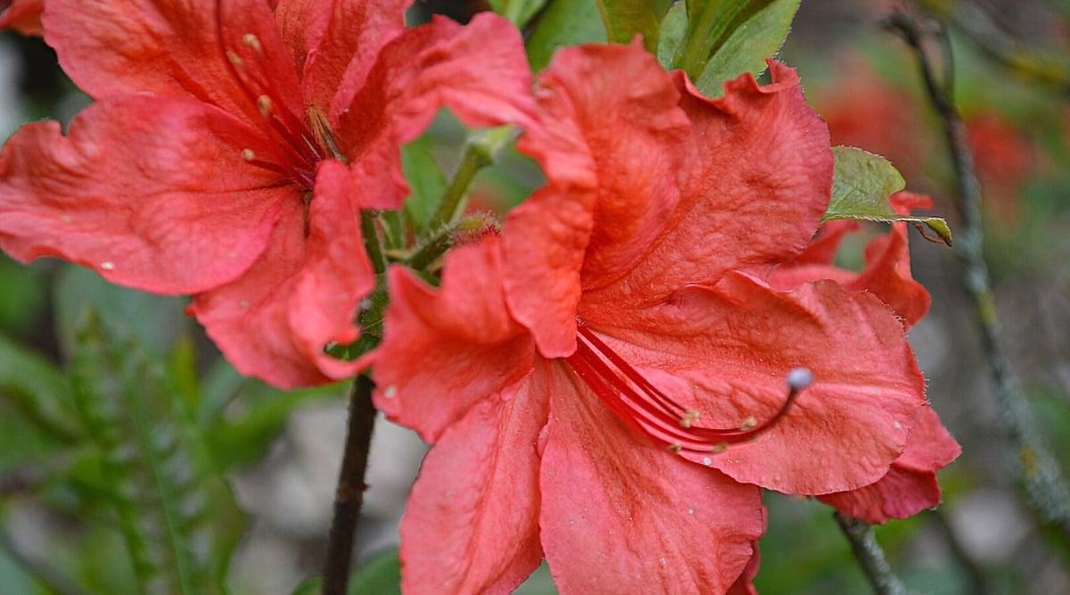 Azalea Fireball - View 16 from www redcrocus com