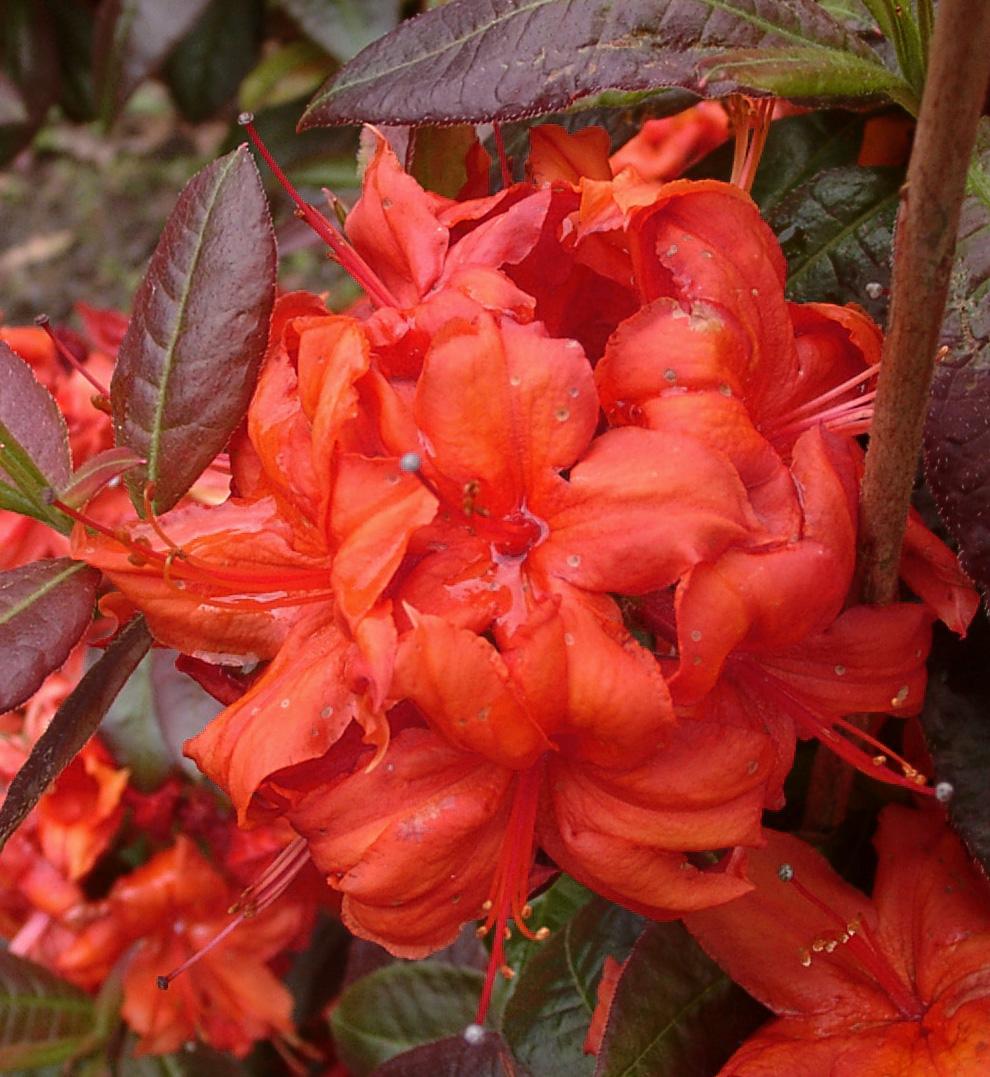 Azalea Fireball - View 18 from www redcrocus com