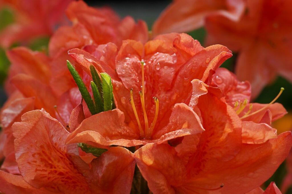 Azalea Fireball - View 19 from www redcrocus com