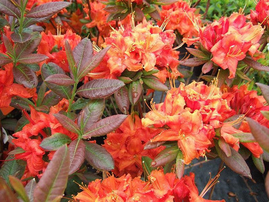 Azalea Fireball - View 1 from www redcrocus com
