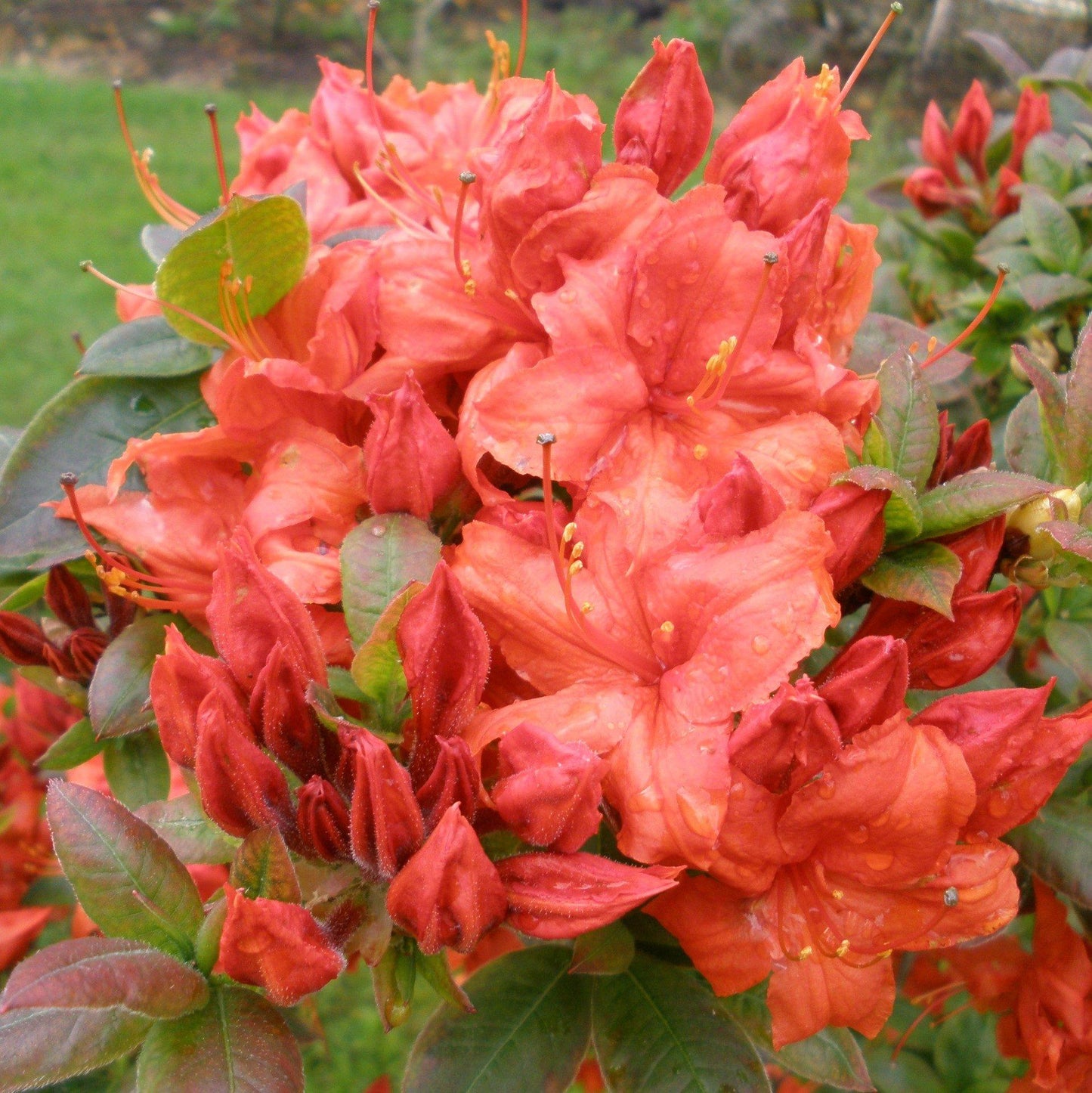 Azalea Fireball - View 2 from www redcrocus com