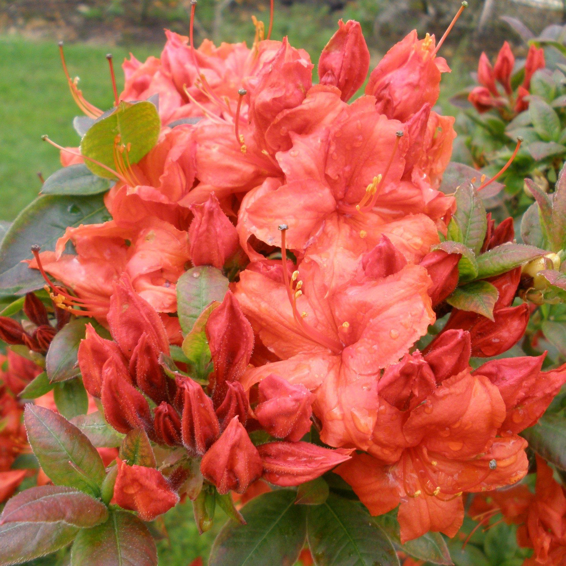 Azalea Fireball - View 2 from www redcrocus com