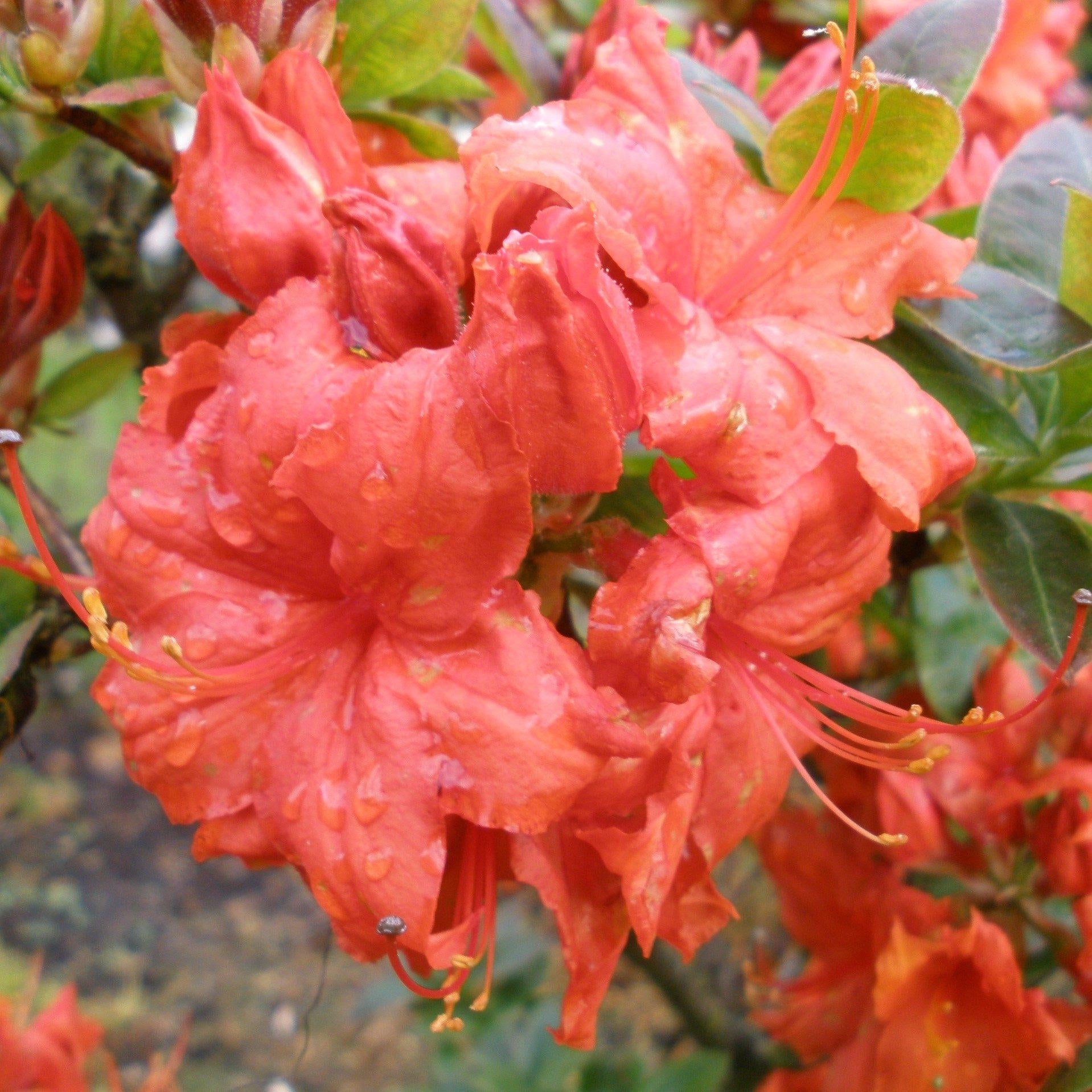 Azalea Fireball - View 3 from www redcrocus com