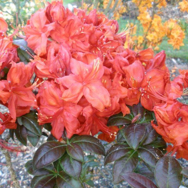 Azalea Fireball - View 4 from www redcrocus com