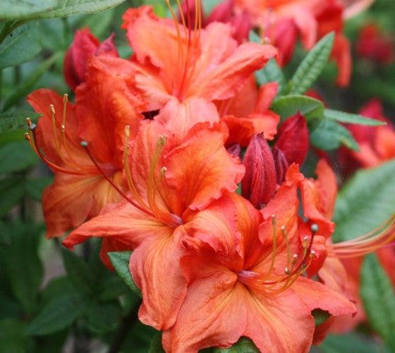 Azalea Fireball - View 5 from www redcrocus com