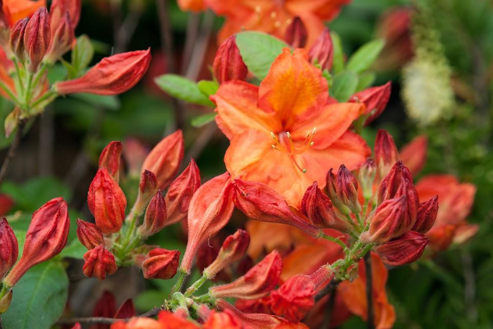 Azalea Fireball - View 7 from www redcrocus com