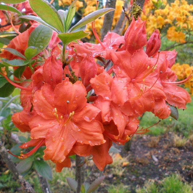 Azalea Fireball - View 9 from www redcrocus com