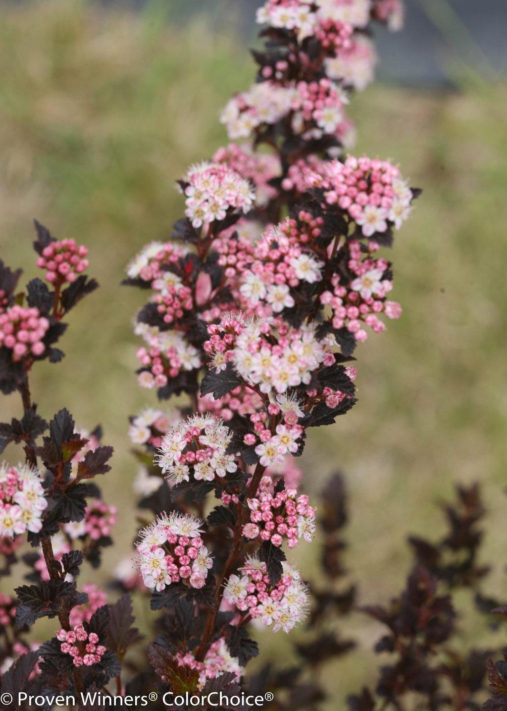 Physocarpus Opulifolius Tiny Wine - View 10 from www redcrocus com