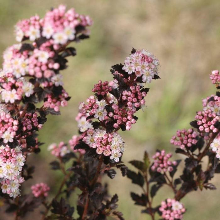 Physocarpus Opulifolius Tiny Wine - View 11 from www redcrocus com