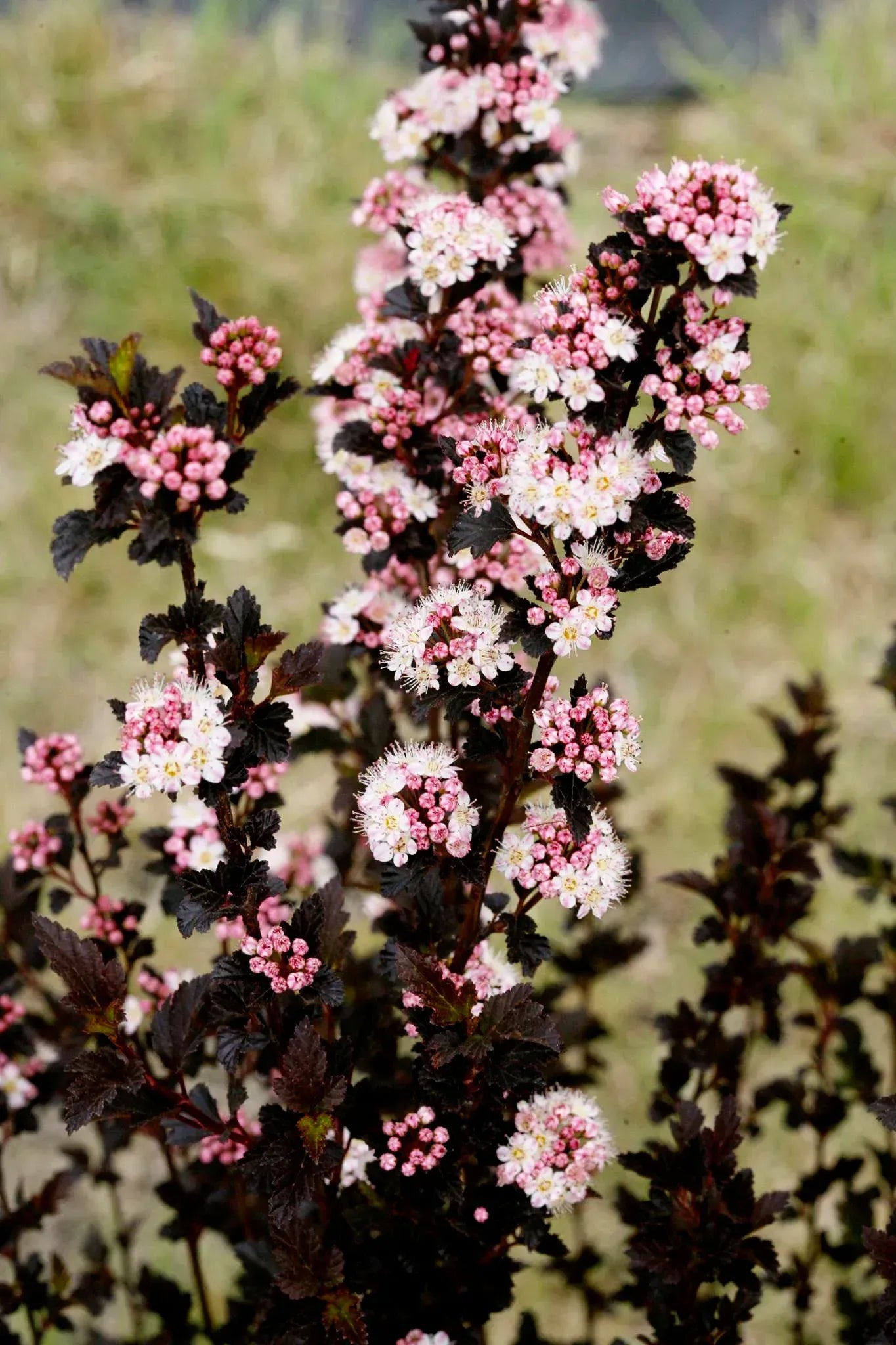Physocarpus Opulifolius Tiny Wine - View 14 from www redcrocus com