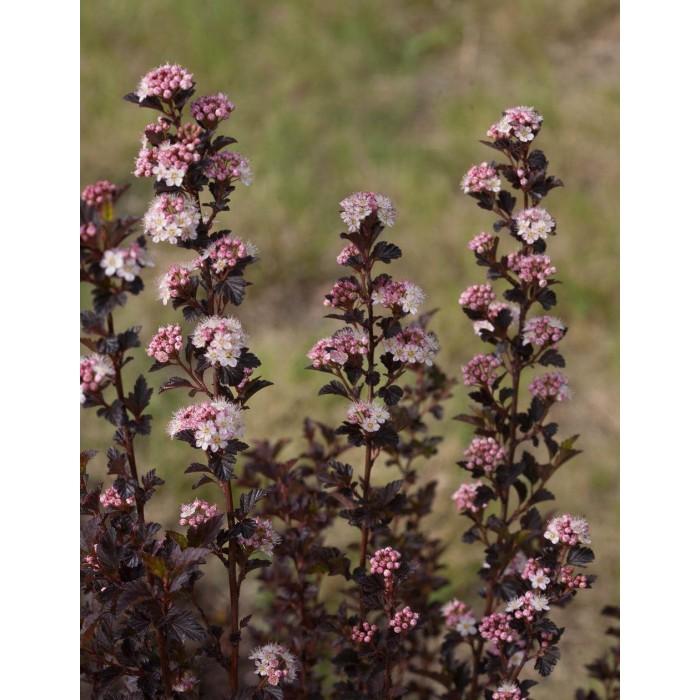 Physocarpus Opulifolius Tiny Wine - View 16 from www redcrocus com
