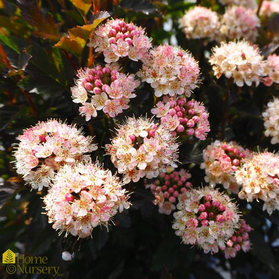 Physocarpus Opulifolius Tiny Wine - View 17 from www redcrocus com