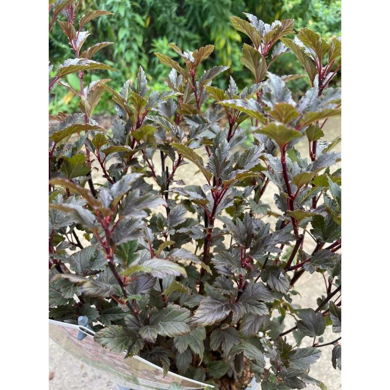 Physocarpus Opulifolius Tiny Wine - View 18 from www redcrocus com