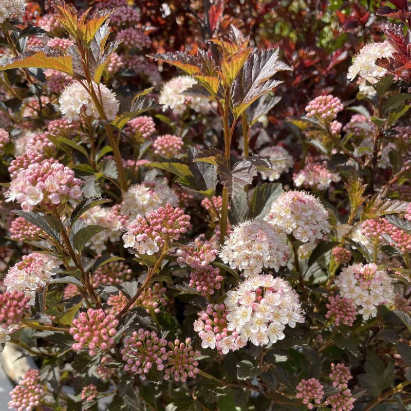 Physocarpus Opulifolius Tiny Wine - View 3 from www redcrocus com