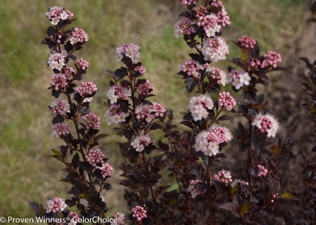 Physocarpus Opulifolius Tiny Wine - View 4 from www redcrocus com