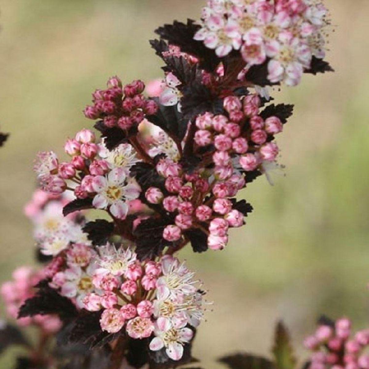 Physocarpus Opulifolius Tiny Wine - View 5 from www redcrocus com