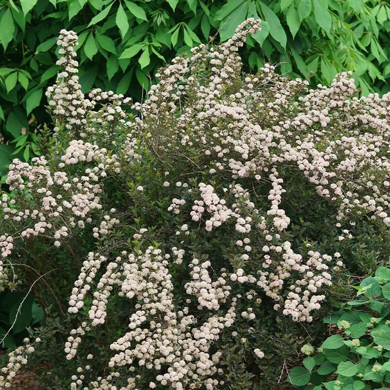 Physocarpus Opulifolius Tiny Wine - View 9 from www redcrocus com