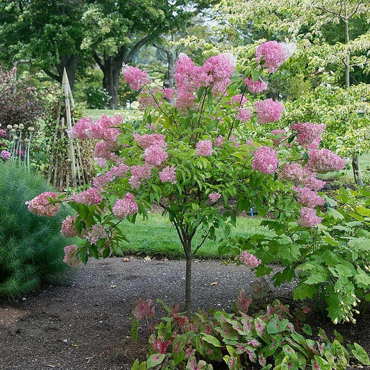Hydrangea Paniculata Vanilla Strawberry Tree Form - View 1 from www redcrocus com