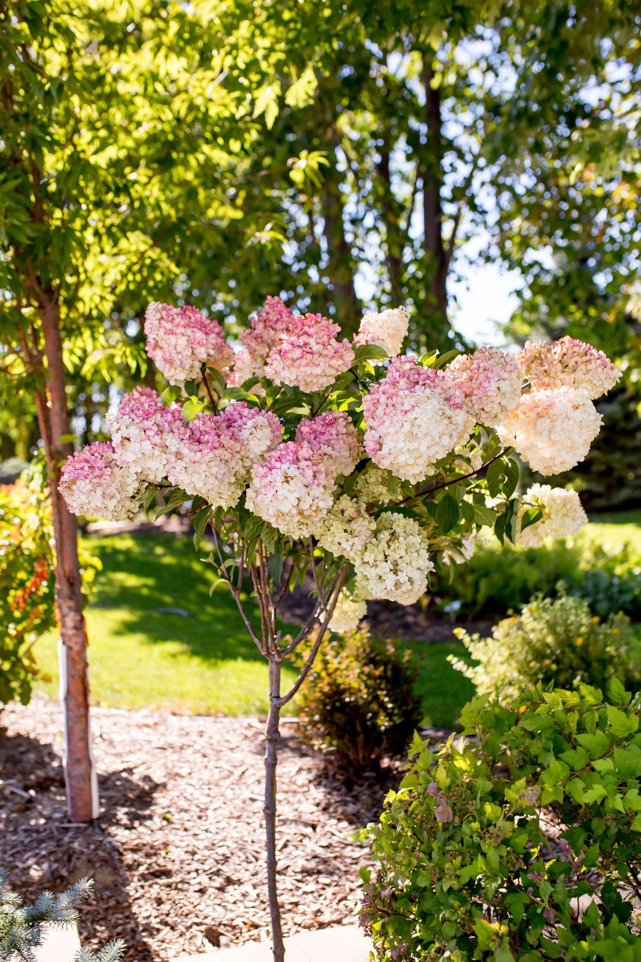 Hydrangea Paniculata Vanilla Strawberry Tree Form - View 9 from www redcrocus com
