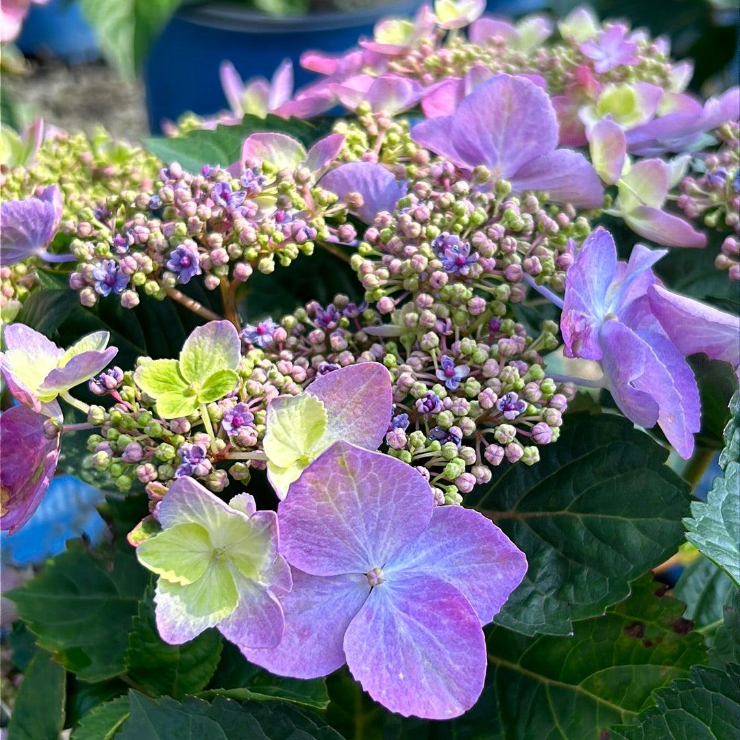 Hydrangea Macrophylla Pop Star - View 12 from www redcrocus com