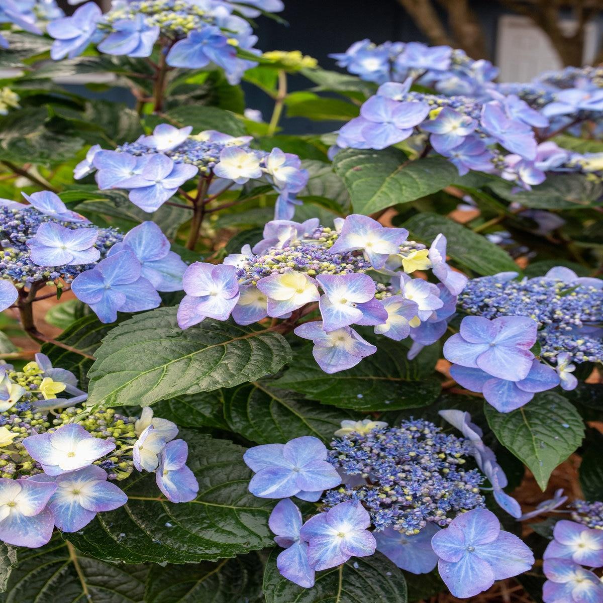 Hydrangea Macrophylla Pop Star - View 13 from www redcrocus com