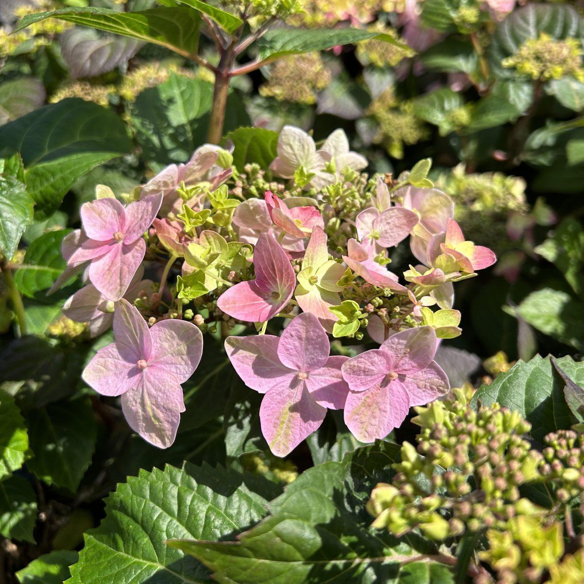 Hydrangea Macrophylla Pop Star - View 8 from www redcrocus com