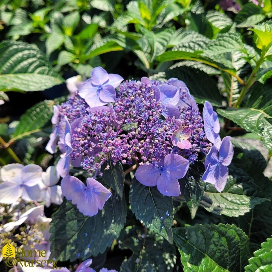 Hydrangea Macrophylla Pop Star - View 9 from www redcrocus com