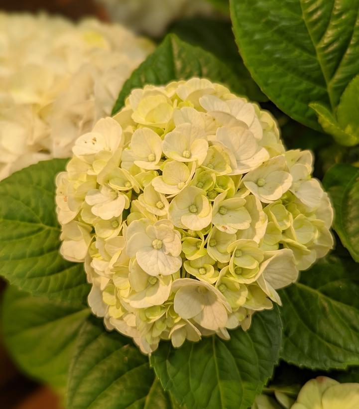 Hydrangea Macrophylla Grin And Tonic - View 10 from www redcrocus com