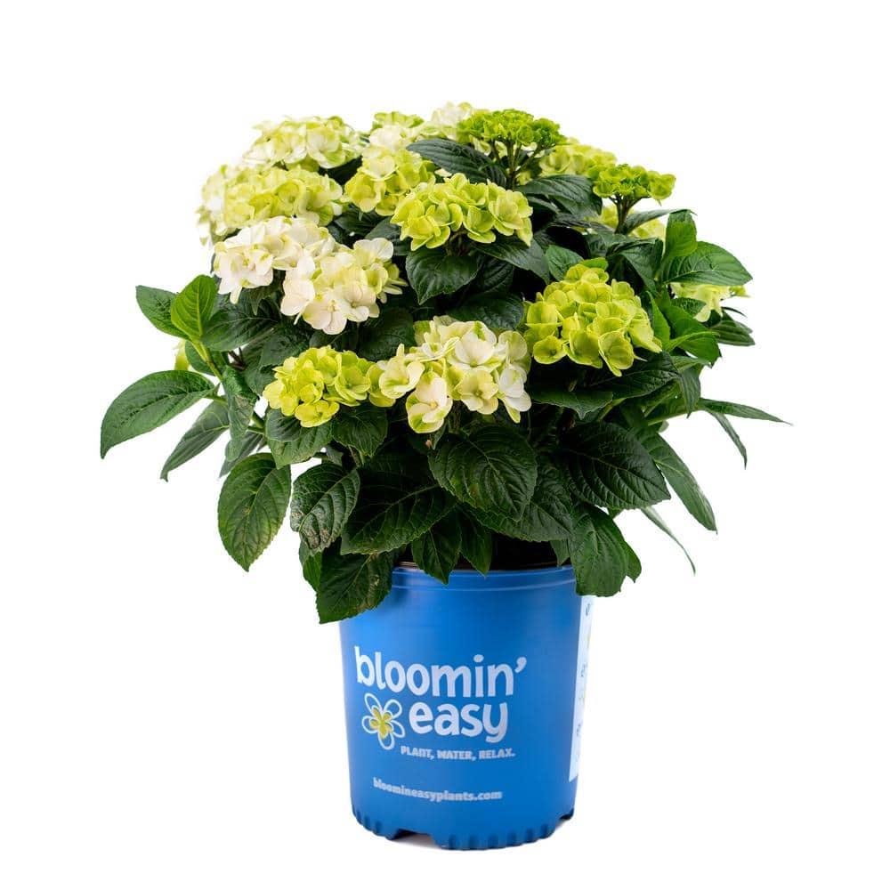 Hydrangea Macrophylla Grin And Tonic - View 12 from www redcrocus com
