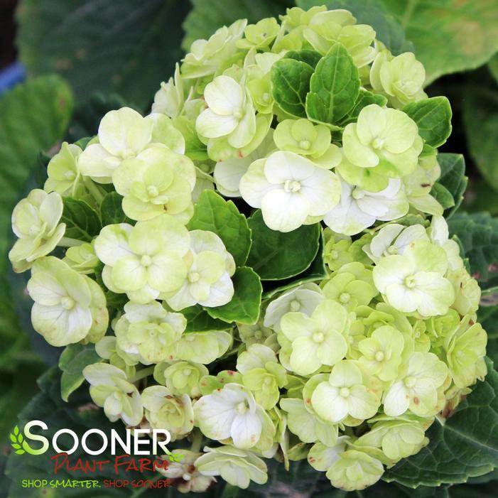Hydrangea Macrophylla Grin And Tonic - View 14 from www redcrocus com
