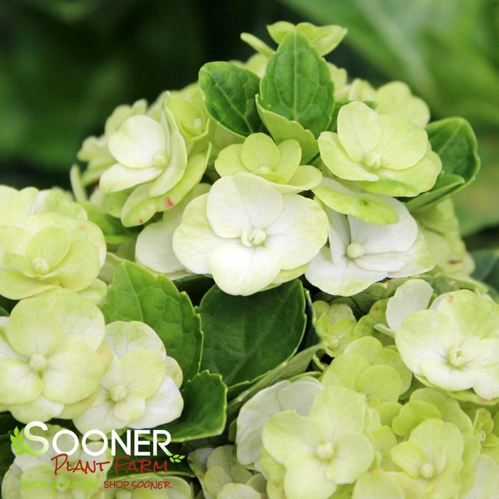 Hydrangea Macrophylla Grin And Tonic - View 15 from www redcrocus com