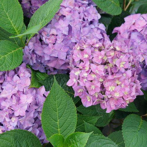 Hydrangea Macrophylla Grin And Tonic - View 16 from www redcrocus com