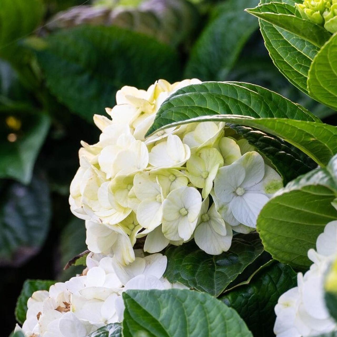 Hydrangea Macrophylla Grin And Tonic - View 17 from www redcrocus com