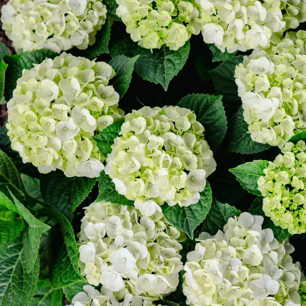 Hydrangea Macrophylla Grin And Tonic - View 17 from www redcrocus com