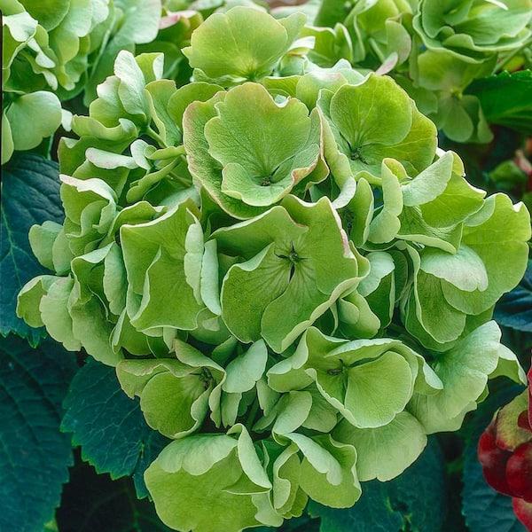 Hydrangea Macrophylla Grin And Tonic - View 19 from www redcrocus com