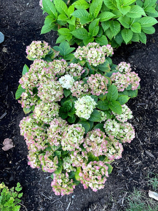 Hydrangea Macrophylla Grin And Tonic - View 1 from www redcrocus com