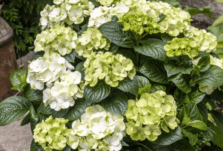 Hydrangea Macrophylla Grin And Tonic - View 20 from www redcrocus com